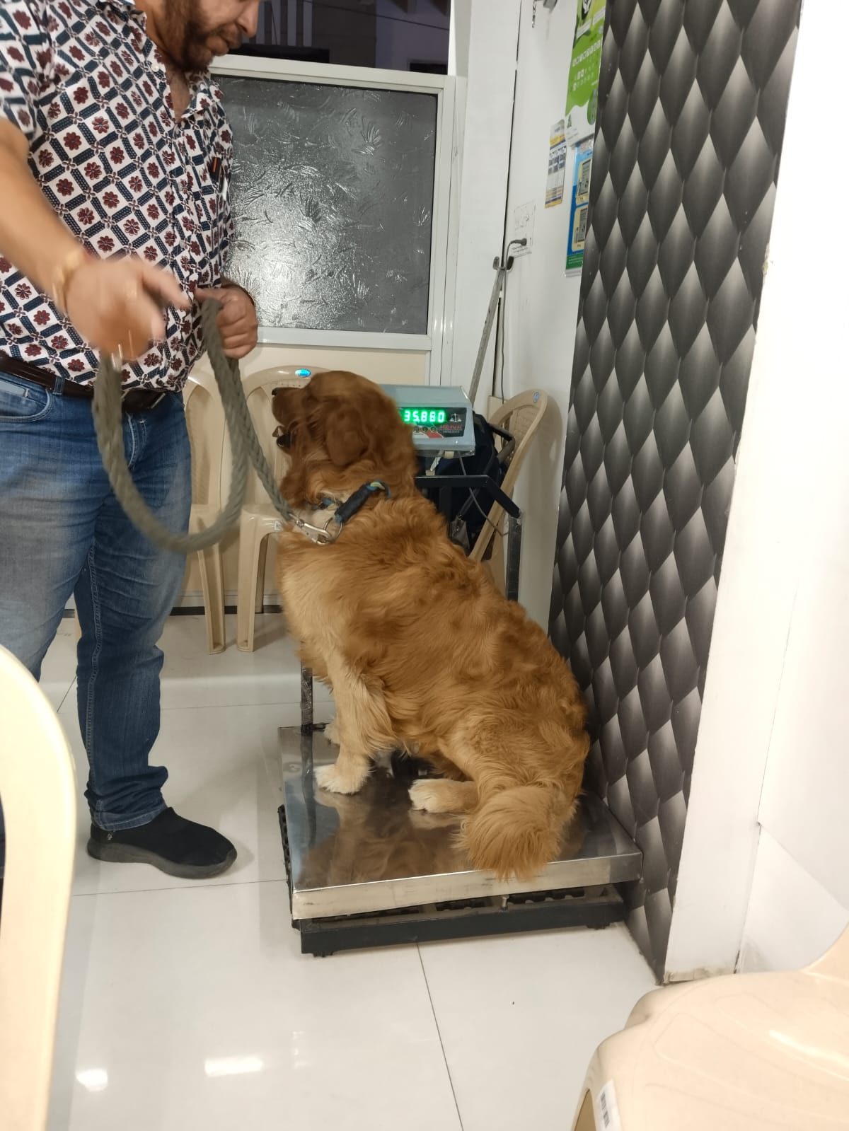 Pet Checkup & Wellness