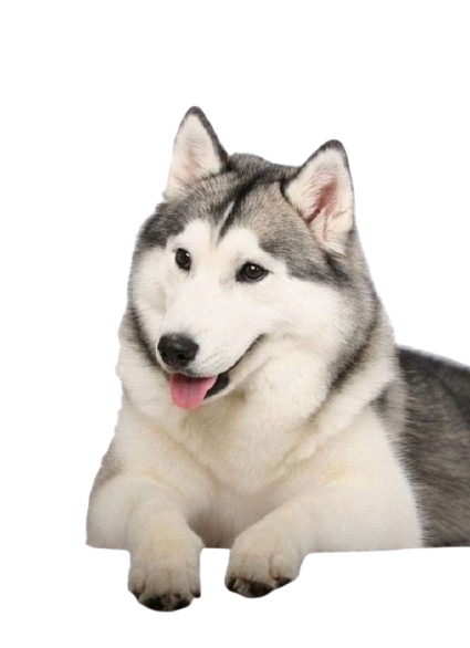 Happy husky at Happy Tails Pet Clinic Indore