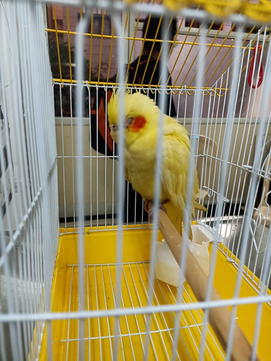 Happy Tails Pet Clinic — review by Dhananjay Sahu